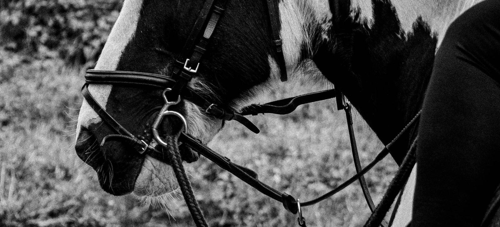 A polished tall boot in the stirrup, in black and white