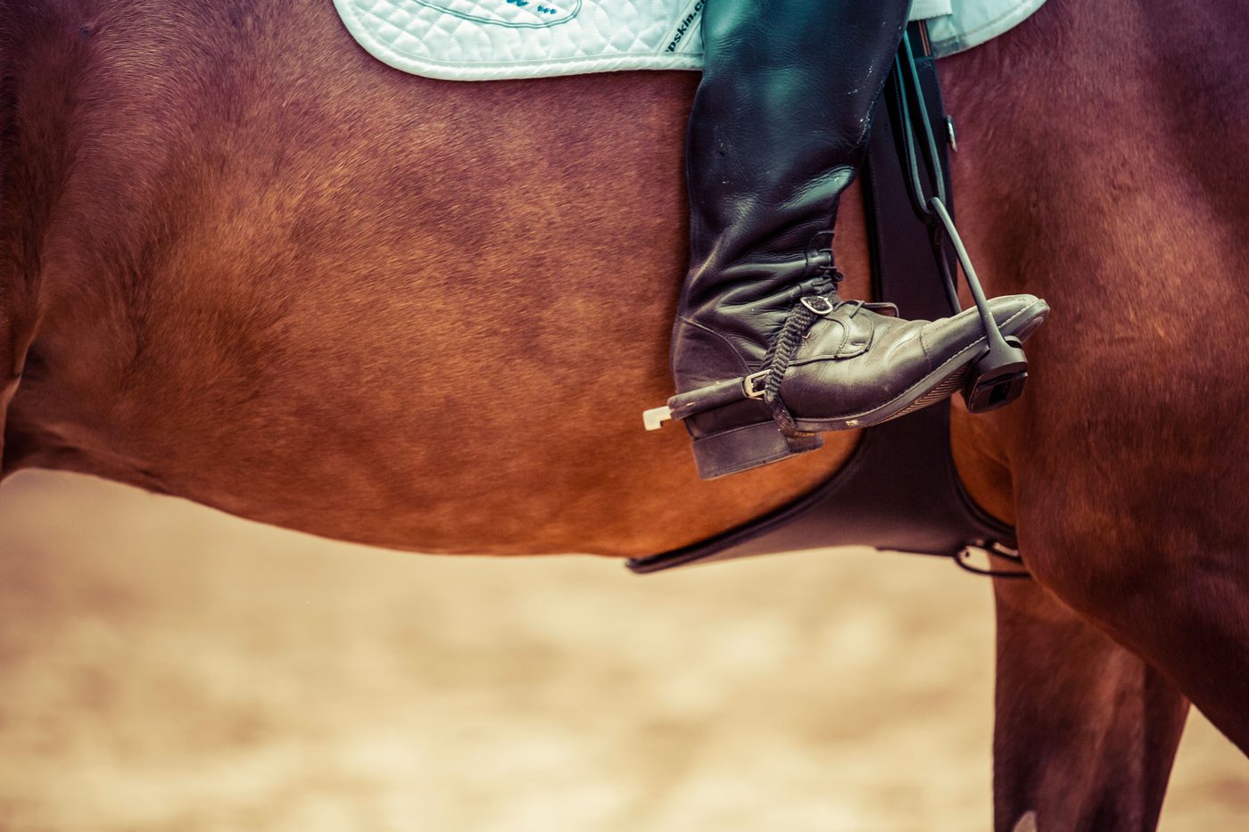 A grey horse cantering at liberty on a sand arena