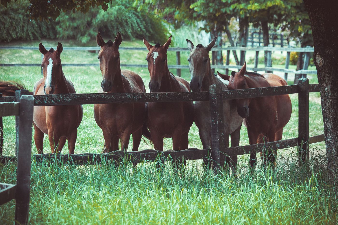 Young sport horses lined along a pasture fence