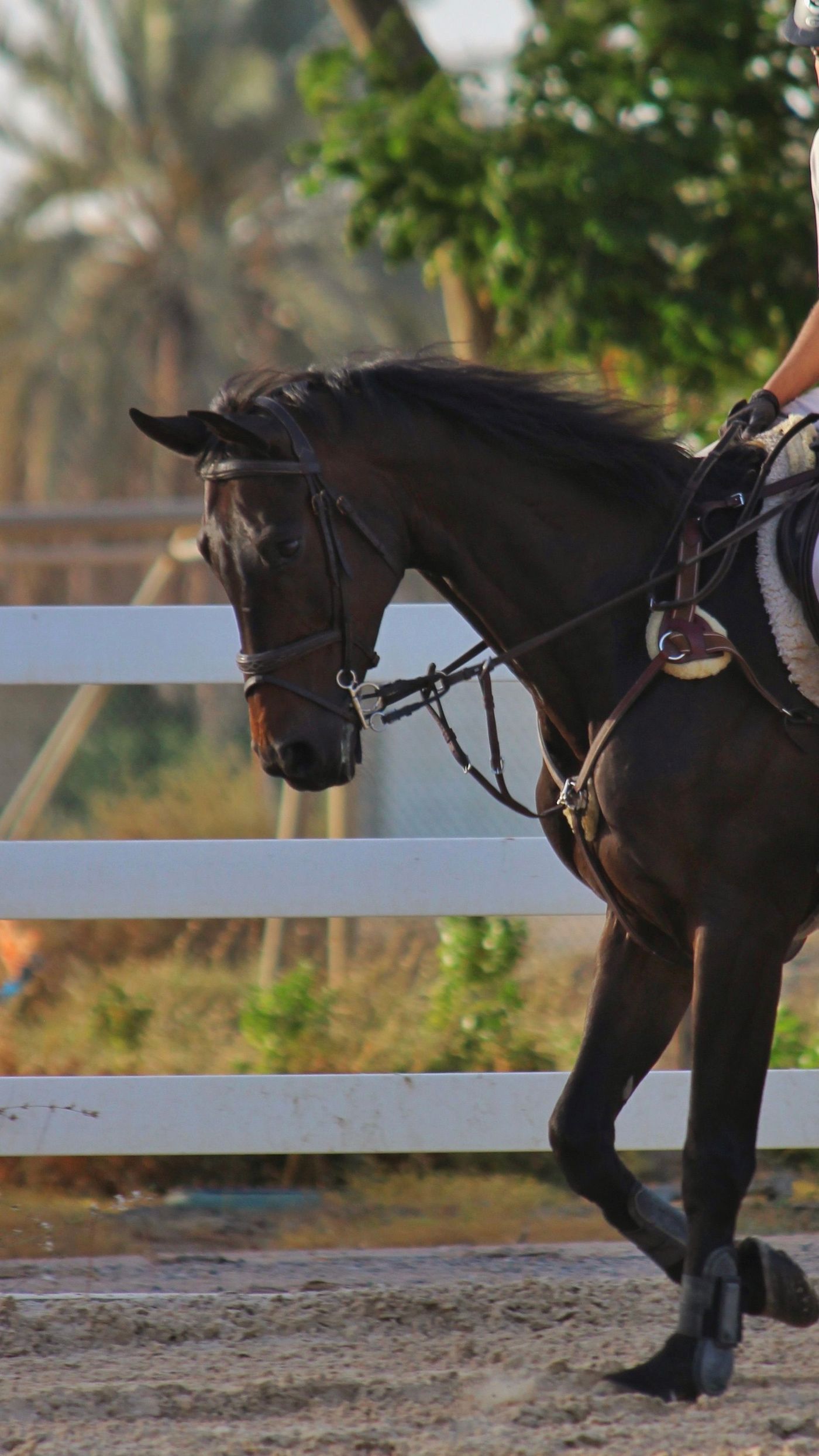 A sport horse in powerful flatwork under saddle