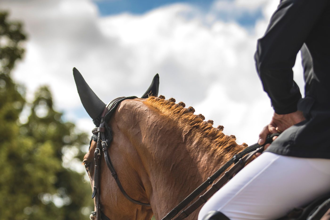 A braided show jumper with rider in competition dress, ringside at the arena