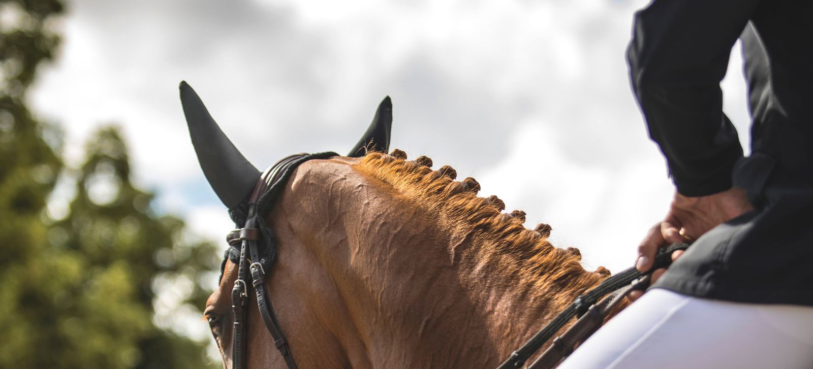 A plaited show horse waiting ringside with rider up