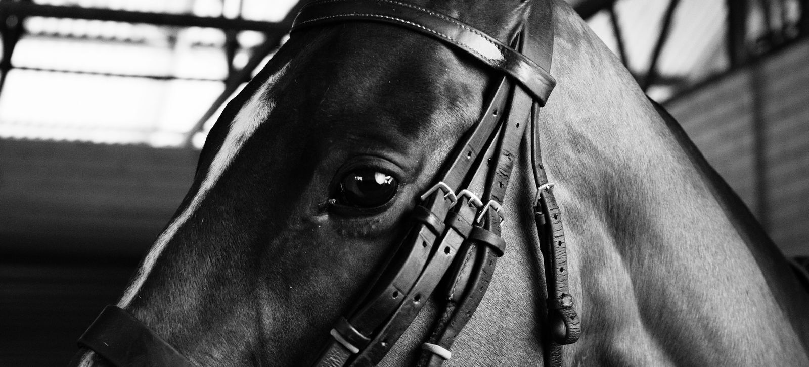 A bridled horse in profile, studied in black and white