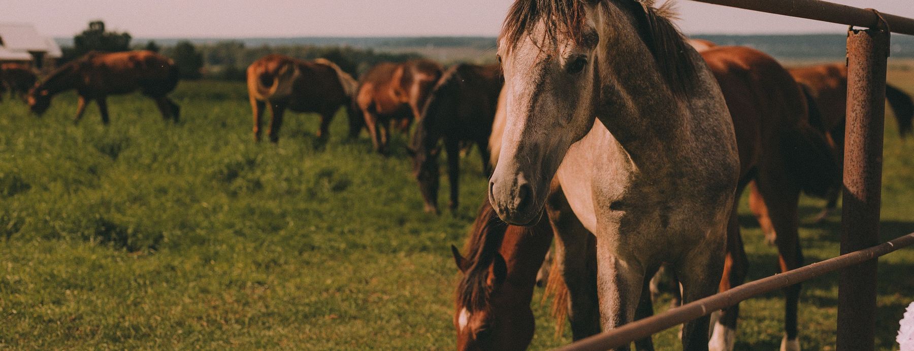 Horses along a pasture rail in low evening light
