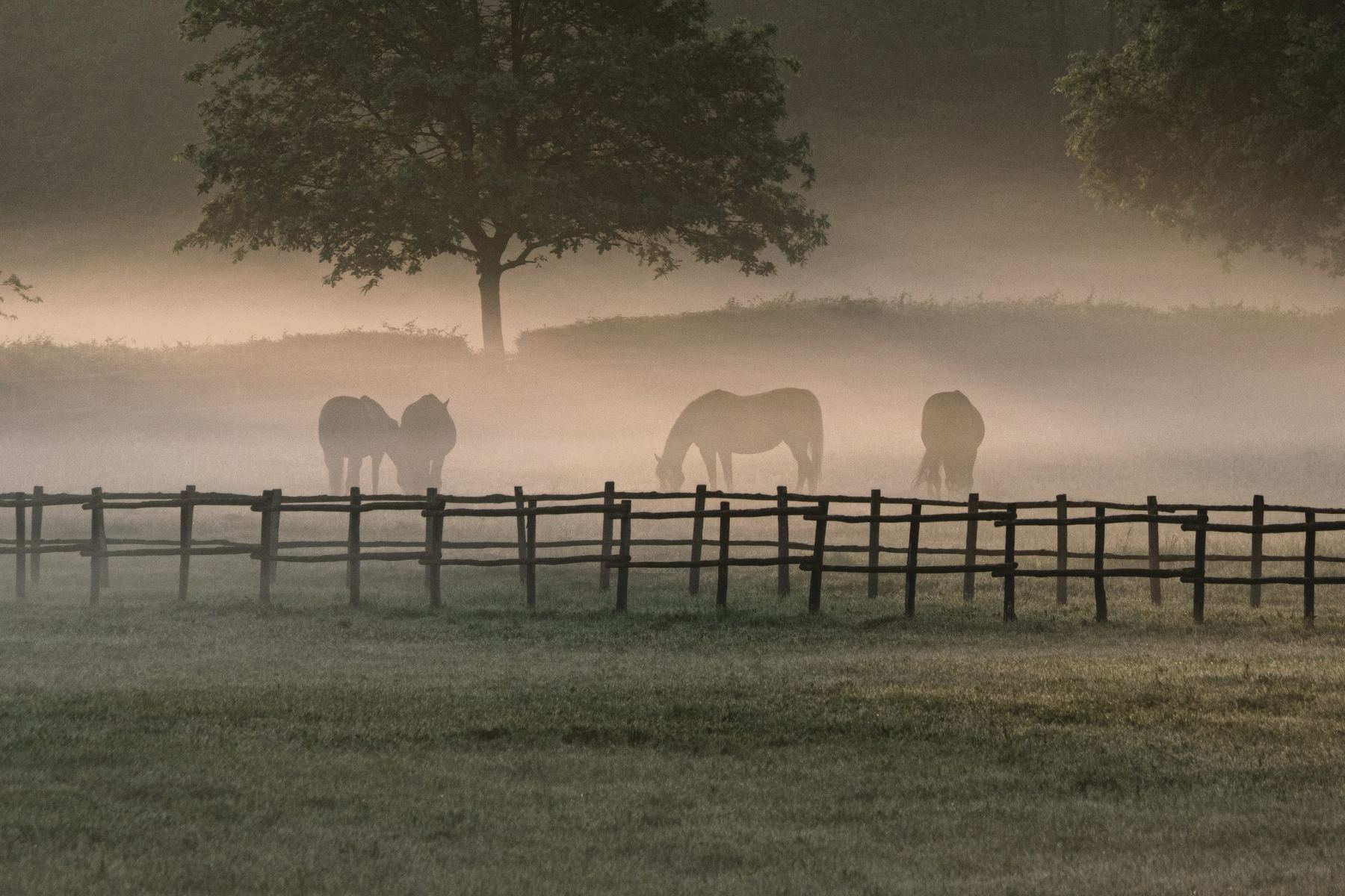 Horses grazing in morning mist beneath a broad tree, a timber fence in the foreground