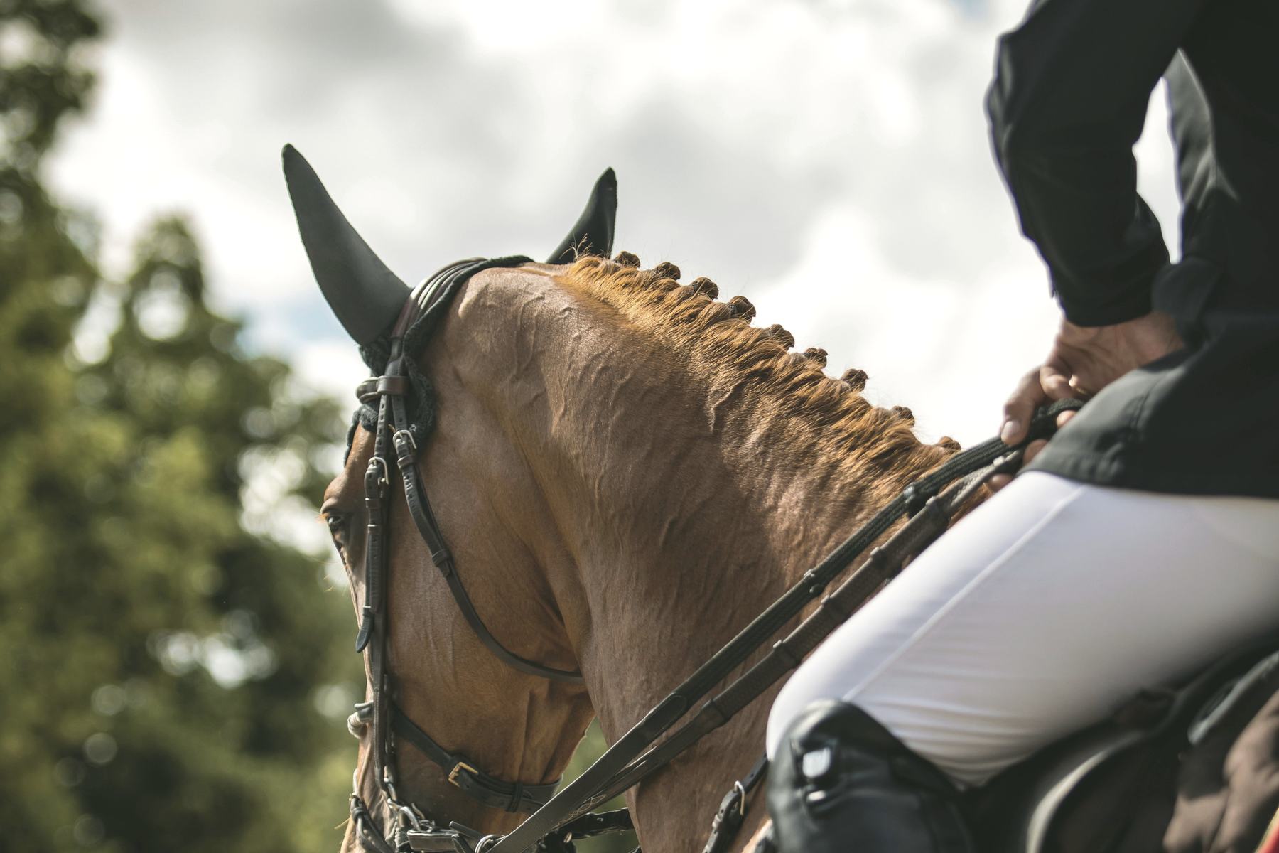 A braided show jumper with rider in competition dress, waiting ringside