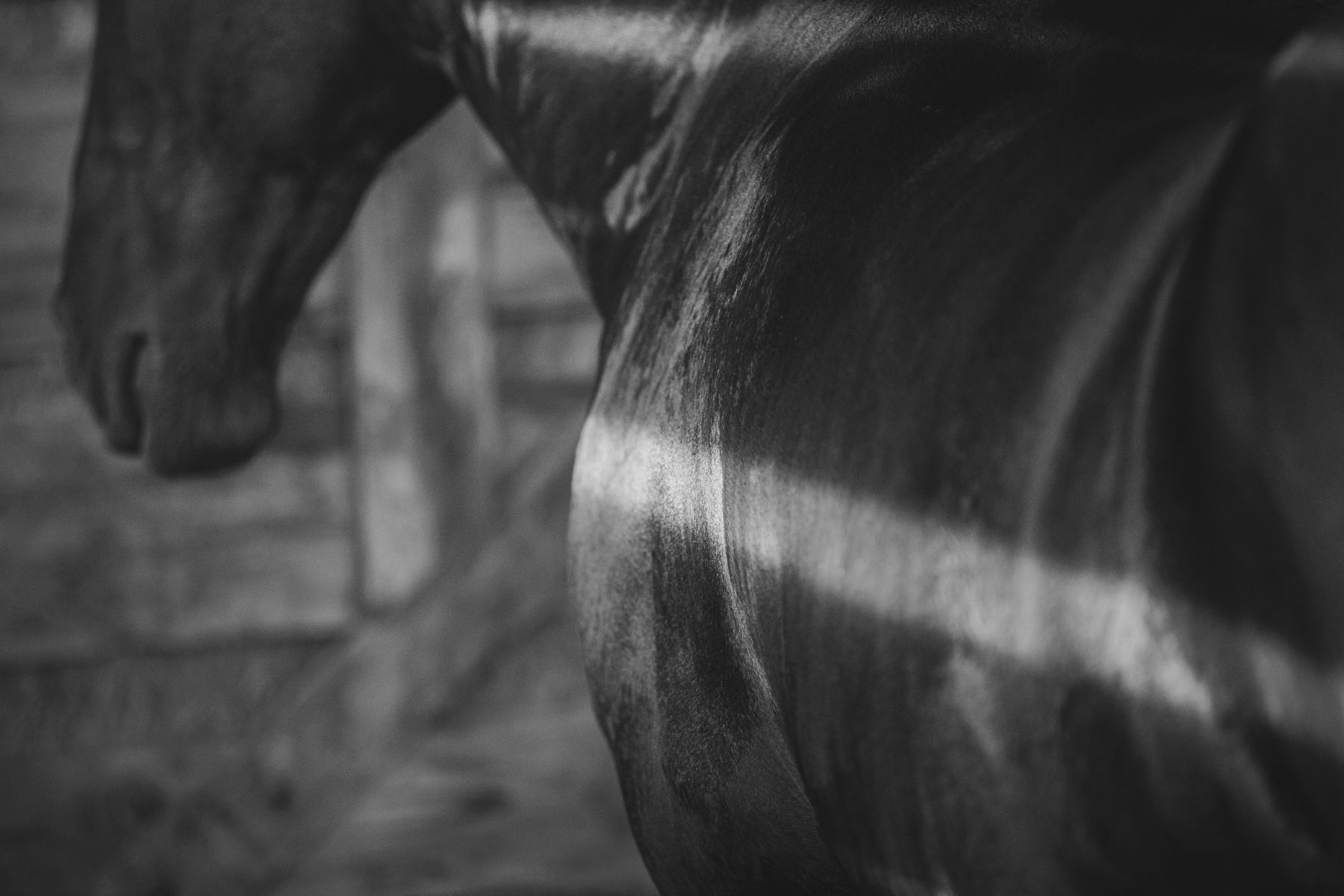 Light falling across a horse’s shoulder, in black and white