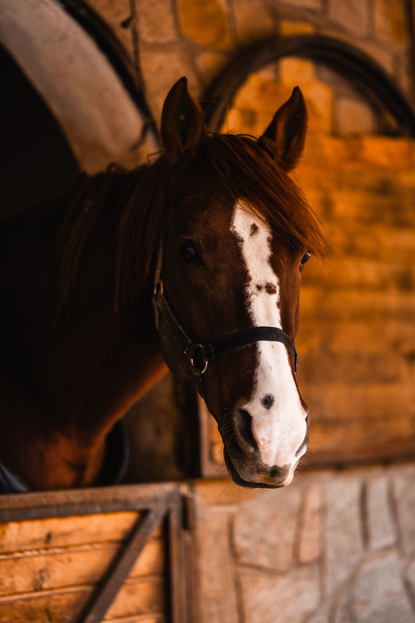 A bay horse with a white blaze looking out from a warm stone stable in evening light