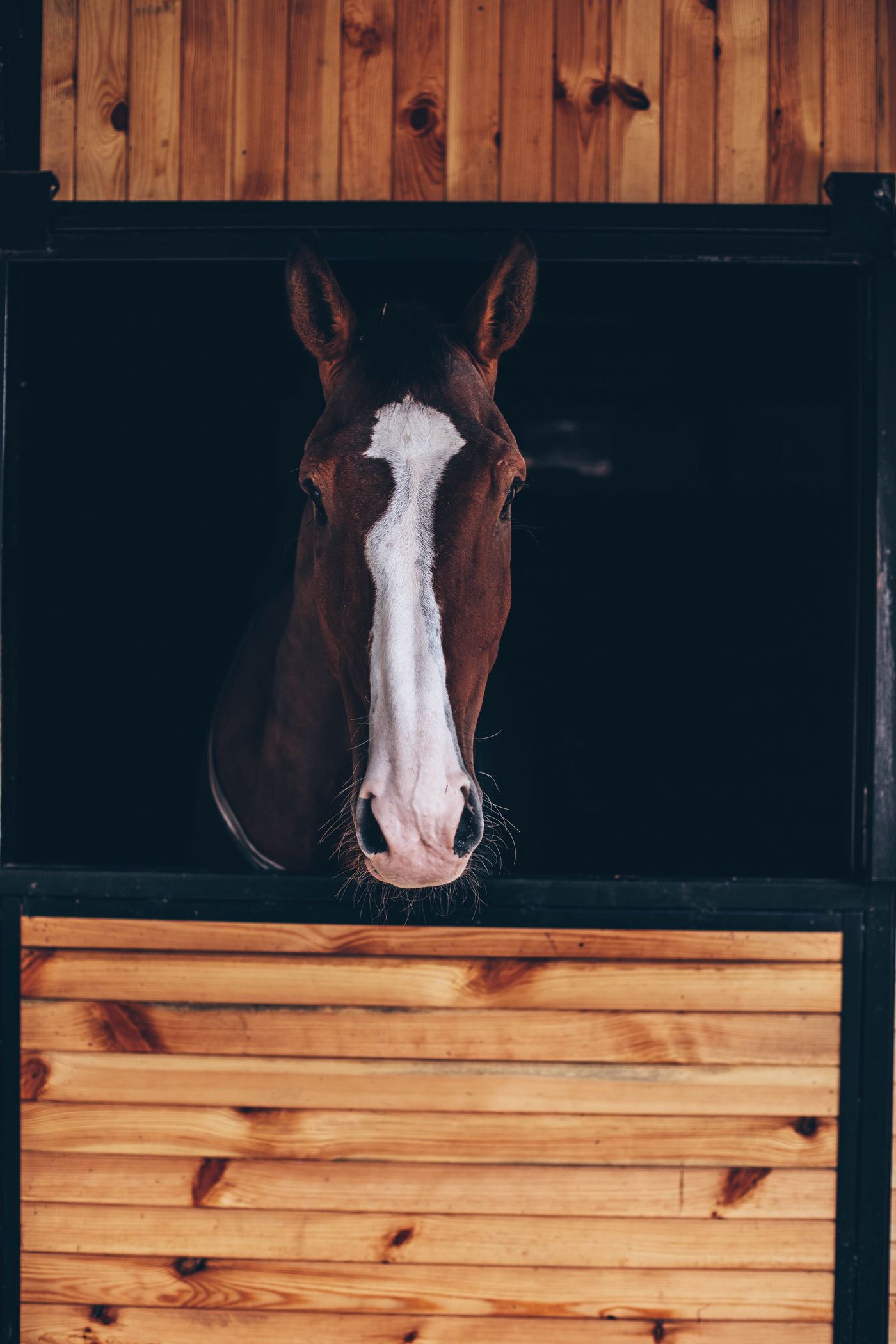 A bay horse with a white blaze looking out from a wooden stable box, ears pricked